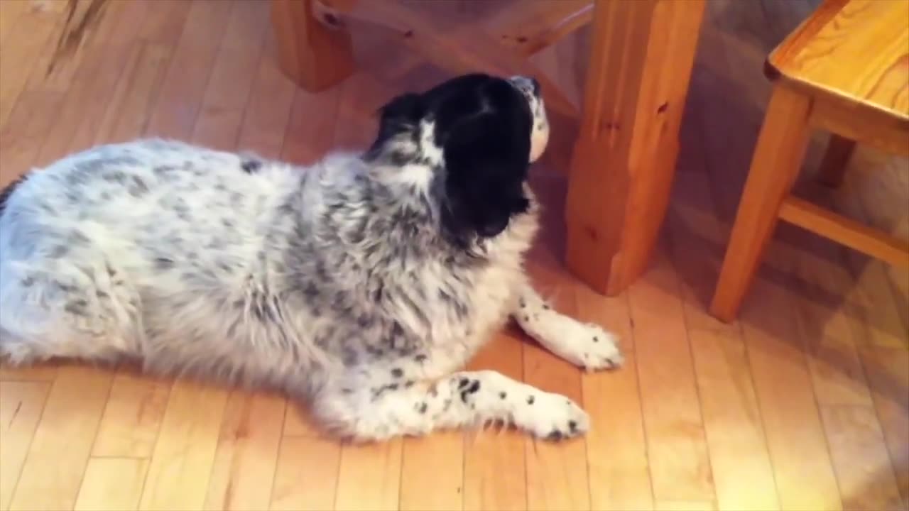 Talent Dog Singer Song – Dogs Singing Songs (Funny & Cute) 🐶.