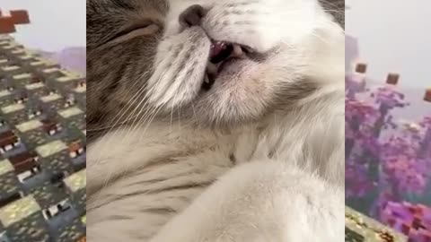 The Cat is Snores😂