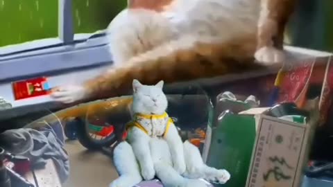 Funny cat videos 2023