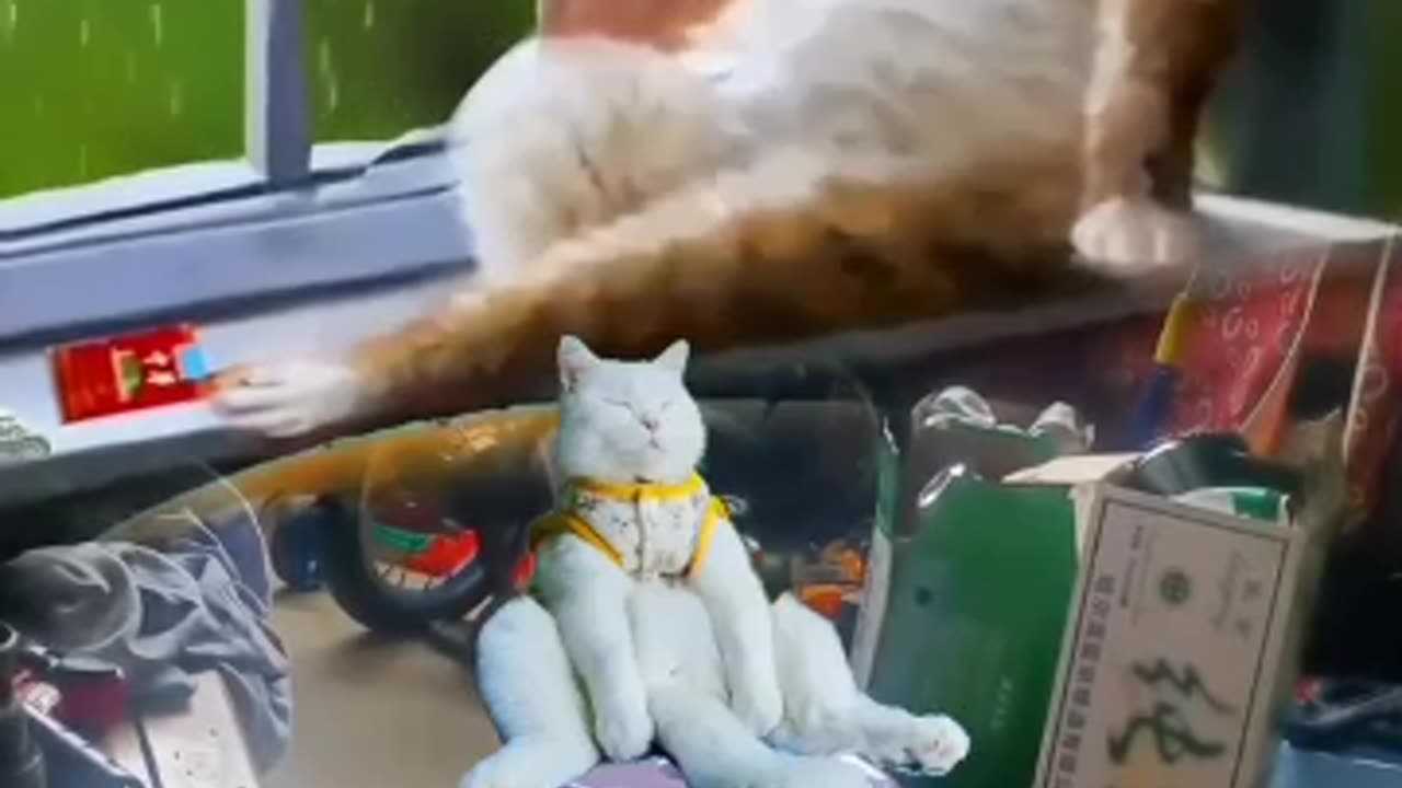 Funny cat videos 2023