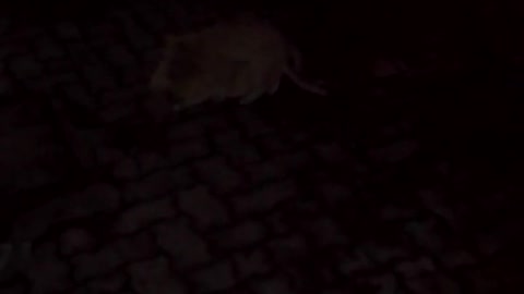 CAT SEX
