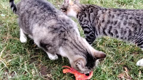 Stella and Tiger eating a crab!