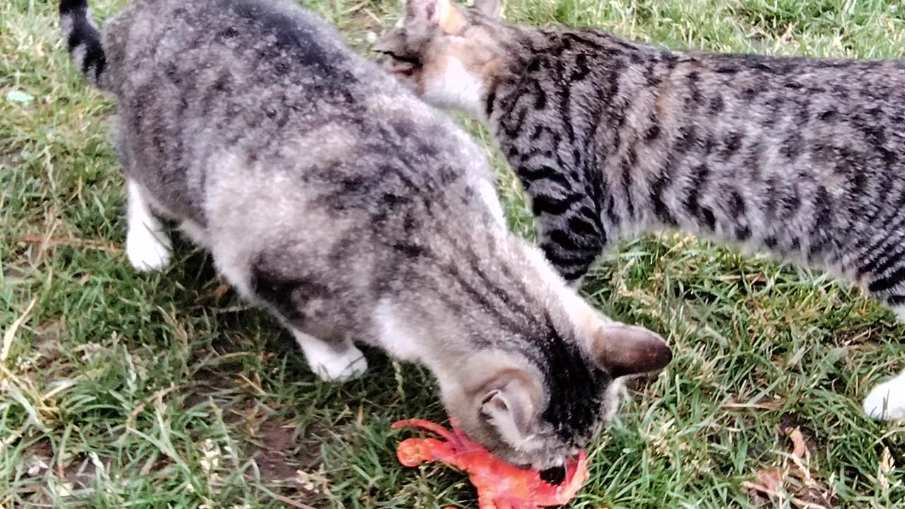 Stella and Tiger eating a crab!