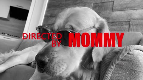 My Dog Launches His First Song!