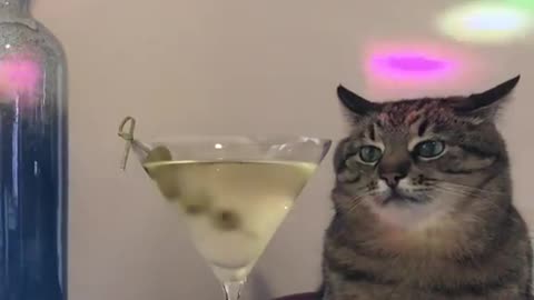 Kitty on a party