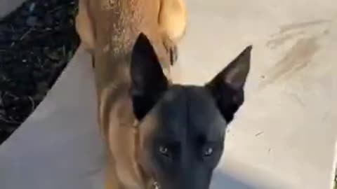 Dog training video