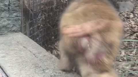 Monkeying Around with Magic: A Primate's Amazement