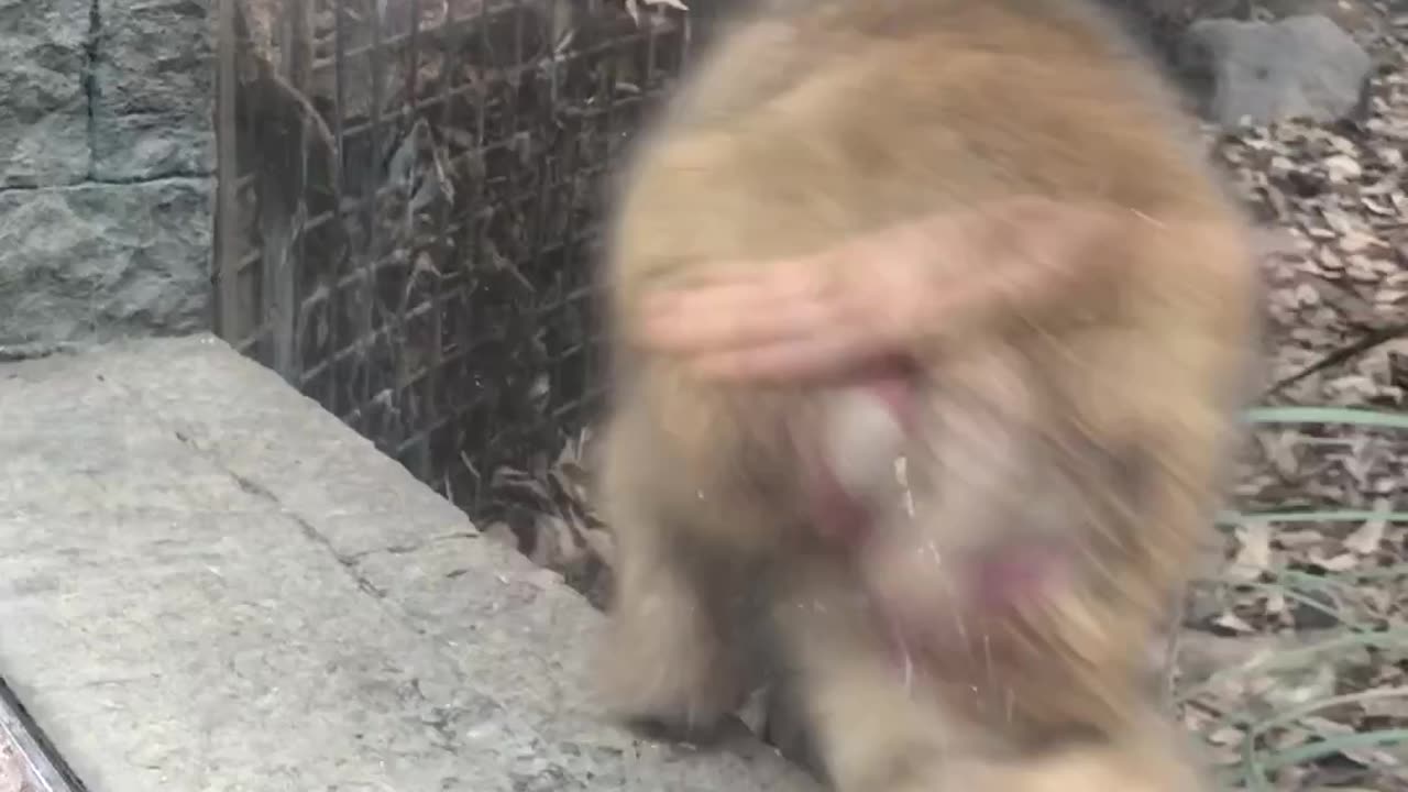 Monkeying Around with Magic: A Primate's Amazement