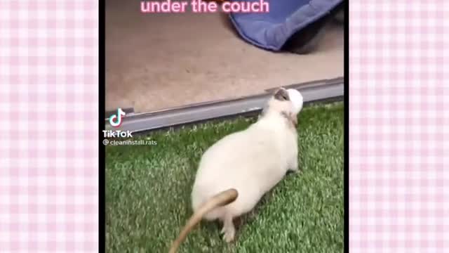 Pet Rat Tik Toks Cuz I Love Rats