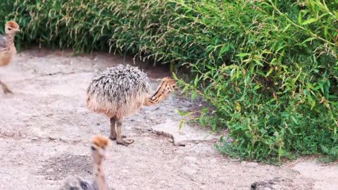 Baby Animals 4K - Amazing World Of Young Animals _ Scenic Relaxation Film