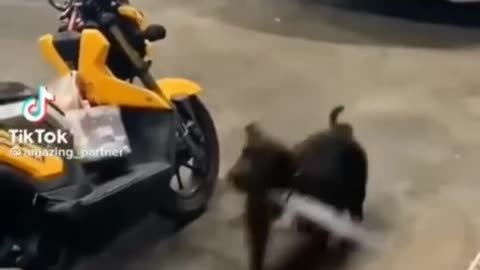 Funny animal videos