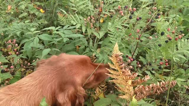 Golden retriever picks blackberries