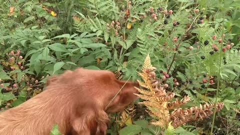 Golden retriever picks blackberries
