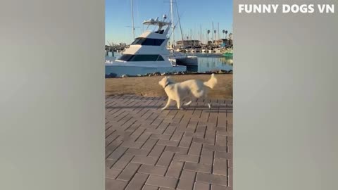 Funniest Cats, Dogs & Animals Videos🐶😻 #27