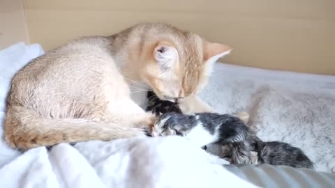 3 baby cats always together