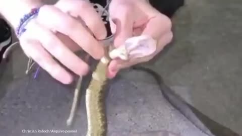 Jararaca é laçada pelo pescoço em SC