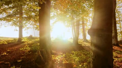 Enchanting Autumn Forests with Beautiful Piano Music
