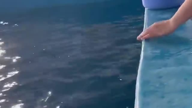 一口一条🐟，🐋吃得好快乐！饲养员和白鲸的投喂日常