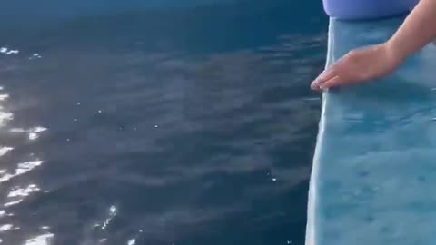 一口一条🐟，🐋吃得好快乐！饲养员和白鲸的投喂日常