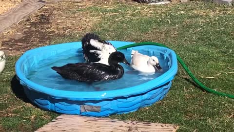 Ducks Rough Sex in the Pool