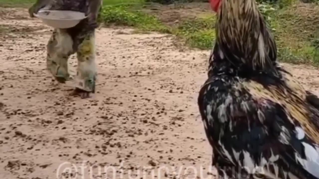 Funny animals memes