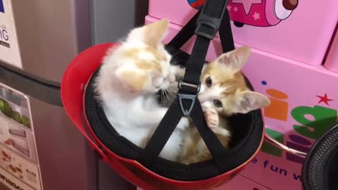 Cute and Funny Cat Videos to Keep You Smiling! 🐱