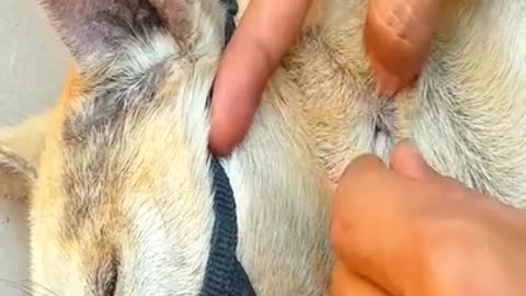 How To Remove A Biggest Ticks & fleas From Dog EP-59