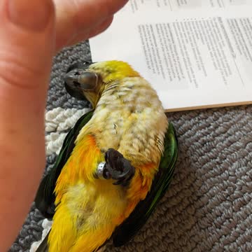Parrot rolled over playing