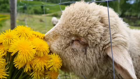 Cute funny sheep
