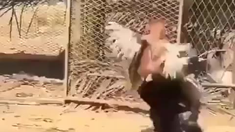 Roosters are playing a game