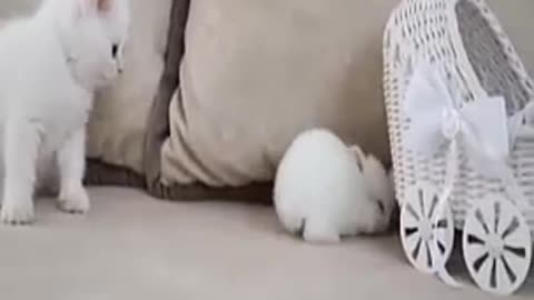 #cute #animals #funny #animal #videos #funnyanimalslife #club #cats #dogs #shorts (360p) (2)