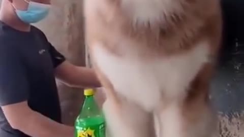 A giant Alaskan Malamute