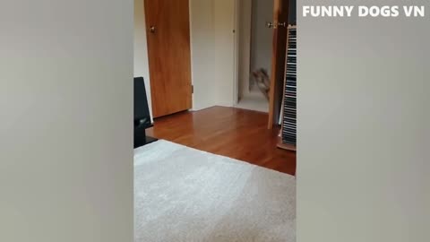 Funny Animal Videos vol5