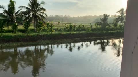 Fish pond