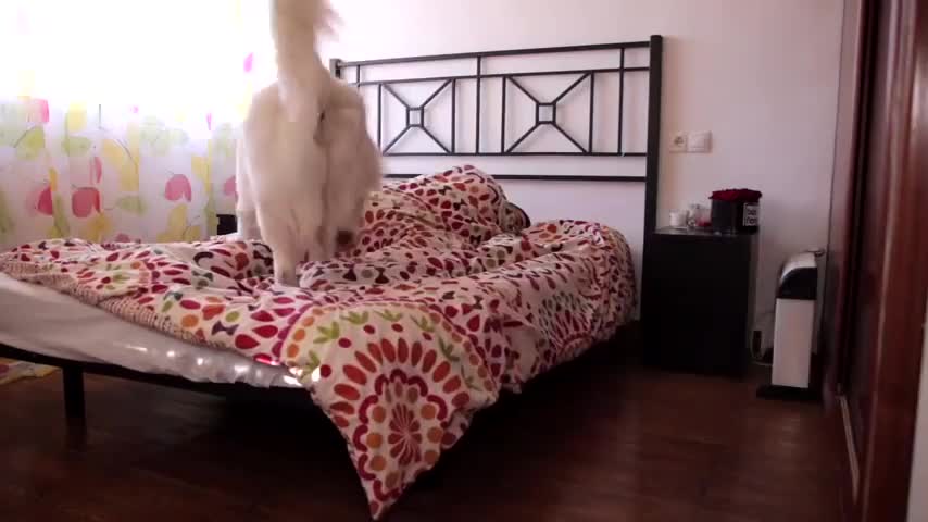 My Cute Dog Waking Me Up