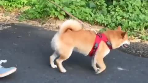 Dogs can't be alone, nor can I