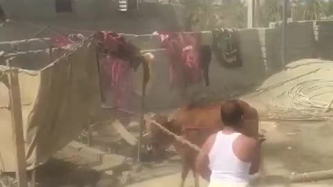Qurbani Bail Very dangerous with Funny 🤣🤣
