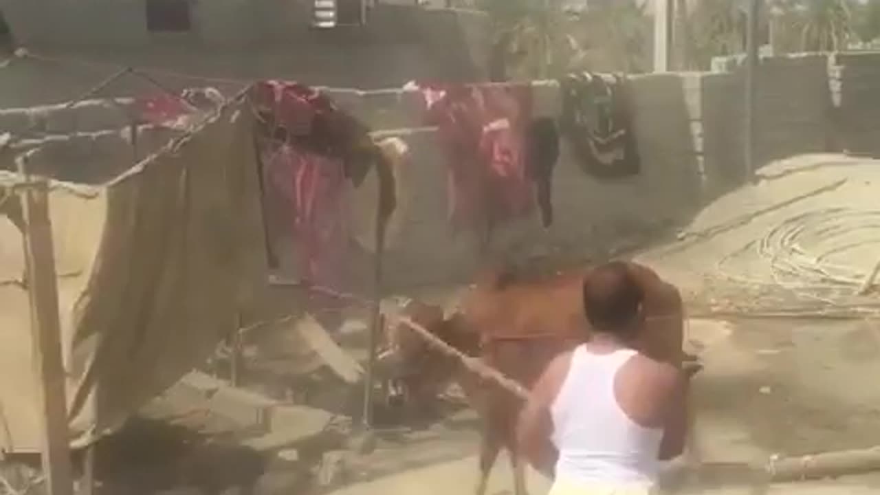 Qurbani Bail Very dangerous with Funny 🤣🤣