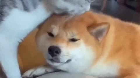Cats and dogs friendship