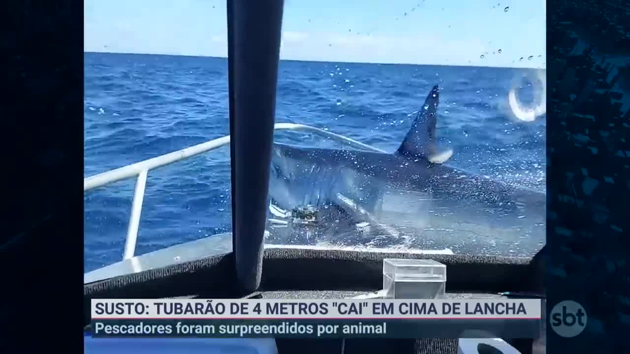 Tubarão cai em cima de lancha e assusta pescadores | Primeiro Impacto (09/11/22)