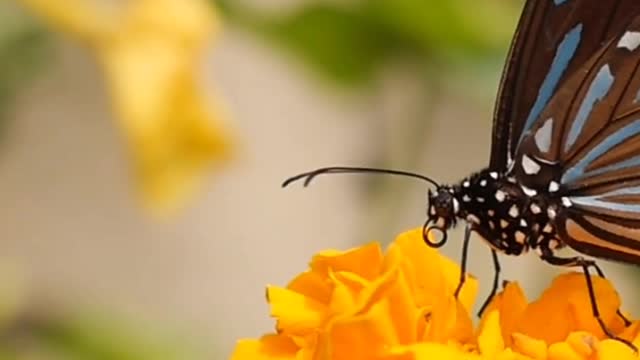Butterfly feeding nectar 😍😍😍😍🖤