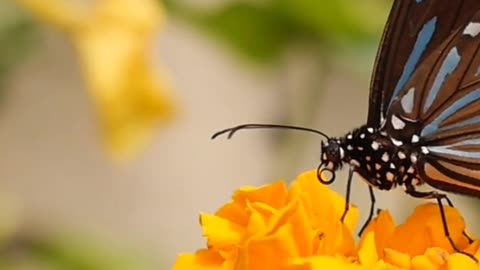 Butterfly feeding nectar 😍😍😍😍🖤