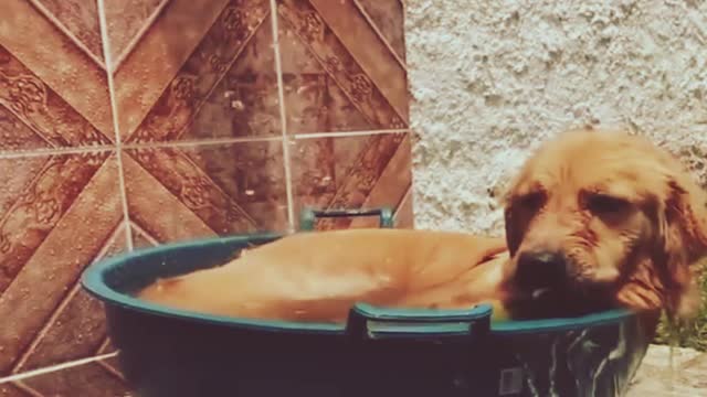 Super cute home dog is having a bath with eat some food