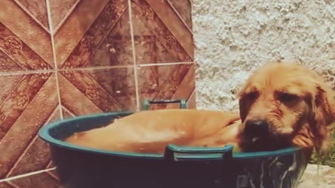 Super cute home dog is having a bath with eat some food