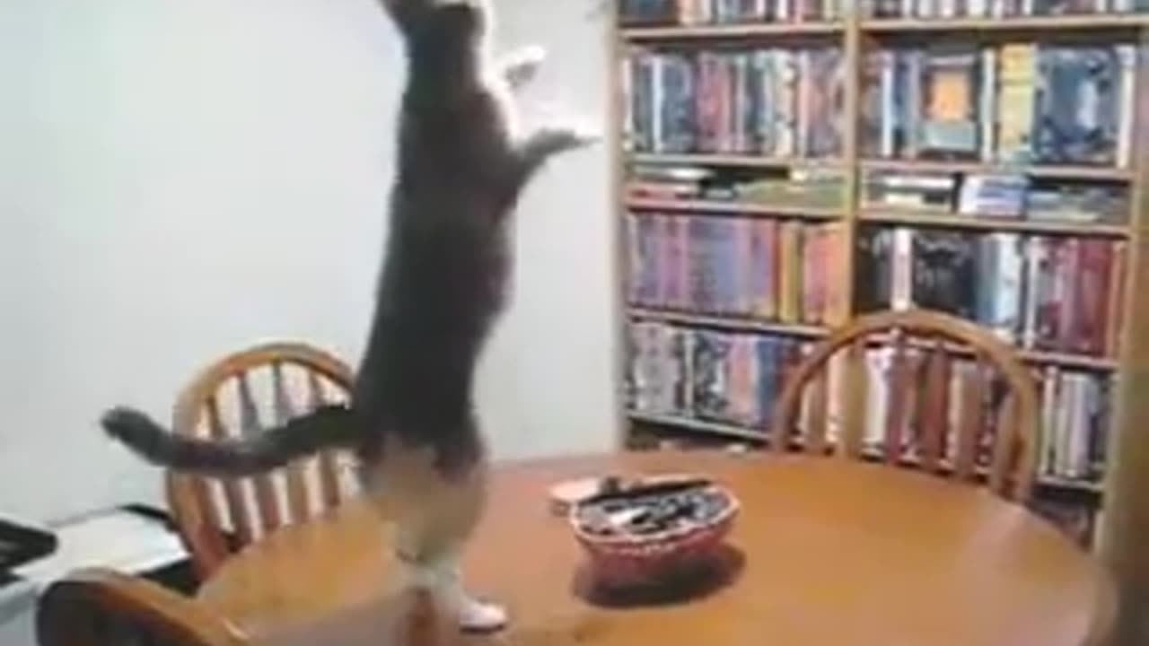CIA Remotely Operating A Cat In The 1960s with MKULTRA Mind Control Weapons