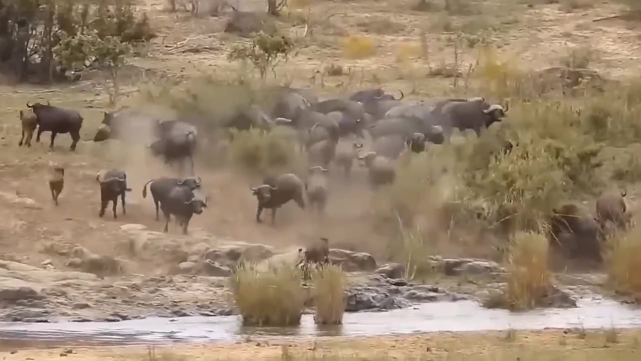 The big animal hunt small animal.dakshid afreeka