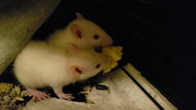 Mia and Wesker have an eggy date.