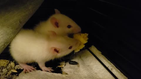 Mia and Wesker have an eggy date.