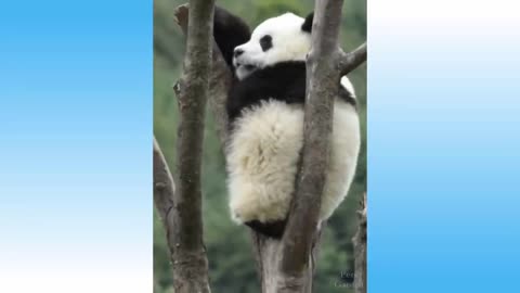 Cute animals and funny animals group # 140 💗 Pets Zoo