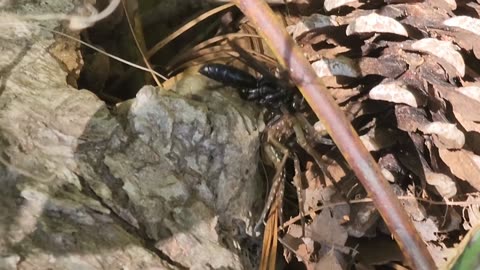 Spider wasp with spider